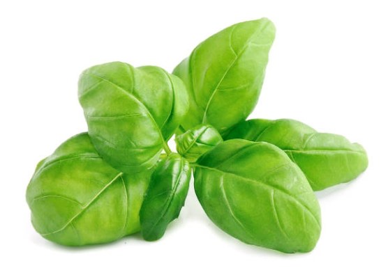Albahaca